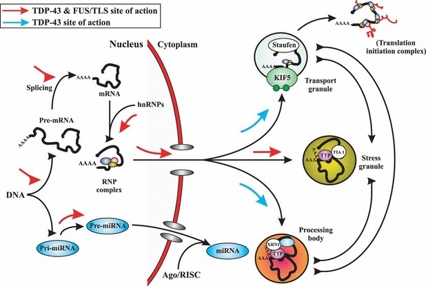 fus protein scaffold and client fus protein scaffold and client