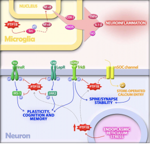 Schematic shows how PTP1B over activation can intracellular processes 