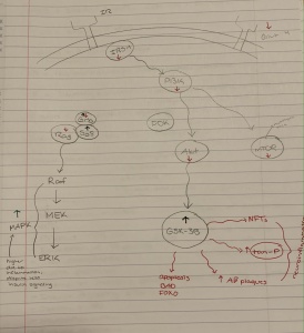 An image of the insulin-signaling pathway.