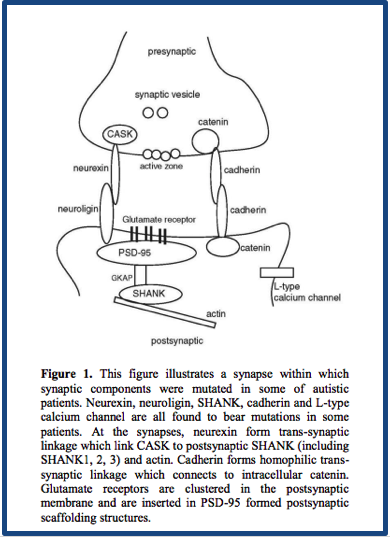 The Neural Architecture of the Spectrum: Connectivity and the DMN