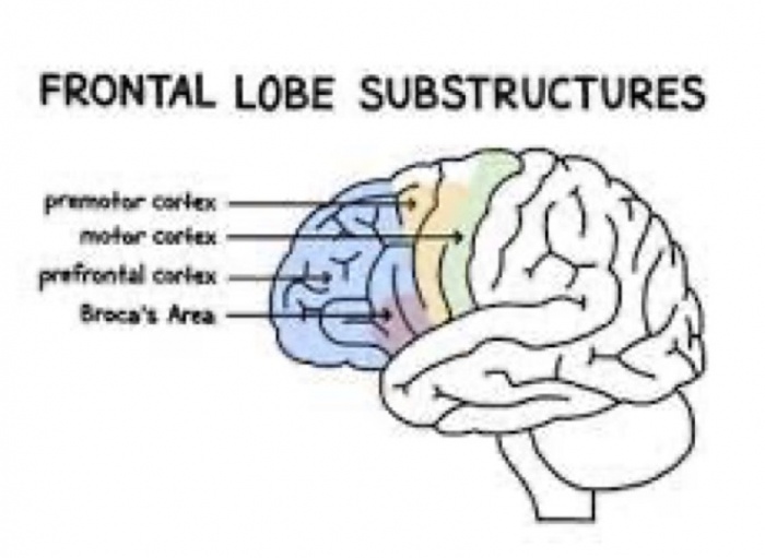 Neurobiological Characteristics of Autism Spectrum Disorder – Cobbers ...