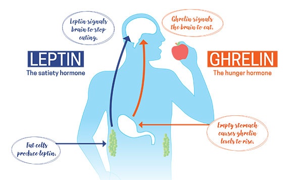 The role of leptin in eating disorders and obesity – Cobbers on the Brain