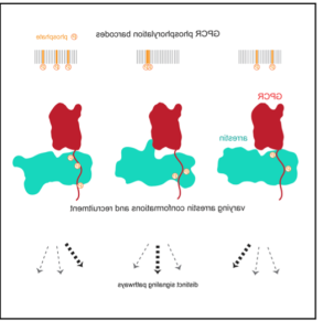 https://www.sciencedirect.com/science/article/pii/S0092867420315312