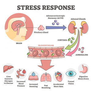 https://www.healthdirect.gov.au/the-role-of-cortisol-in-the-body#:~:text=Cortisol%20is%20a%20steroid%20hormone,cortisol%20can%20cause%20health%20problems.