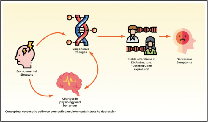 Trauma’s Code: Stress Signals and the Epigenetic Blueprint – Cobbers on ...