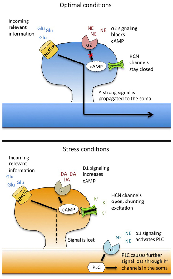 Trauma’s Code: Stress Signals and the Epigenetic Blueprint – Cobbers on ...